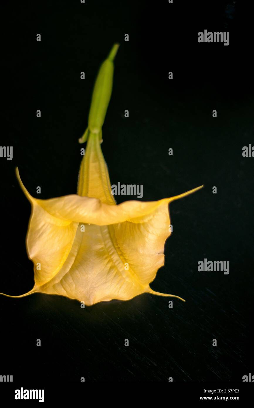 Brugmansia Aurea or angel’s trumpets flowers. They are endemic to Ecuador. Since March 2014, they have been listed as Extinct in the Wild by the IUCN. Stock Photo