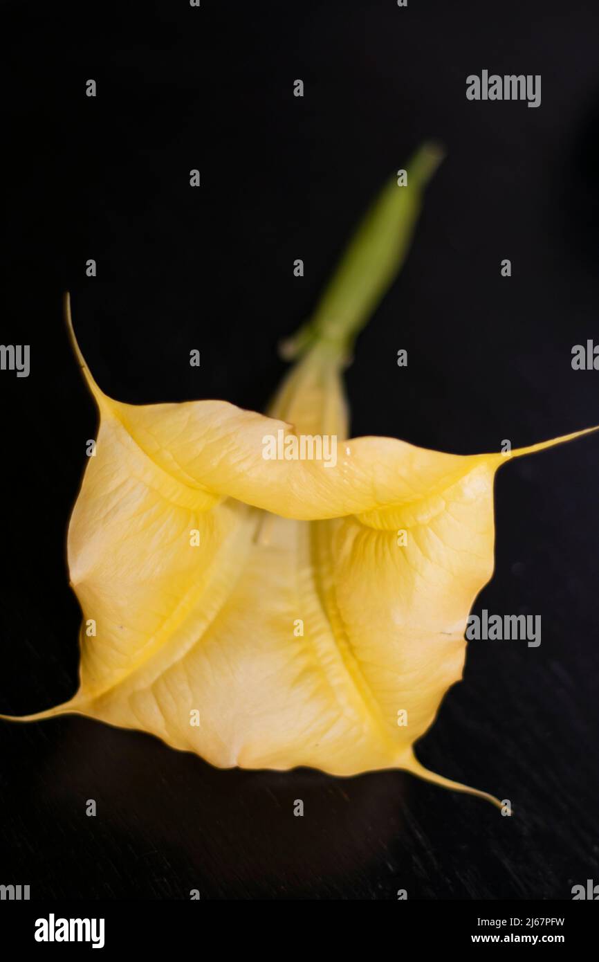 Brugmansia Aurea or angel’s trumpets flowers. They are endemic to Ecuador. Since March 2014, they have been listed as Extinct in the Wild by the IUCN. Stock Photo