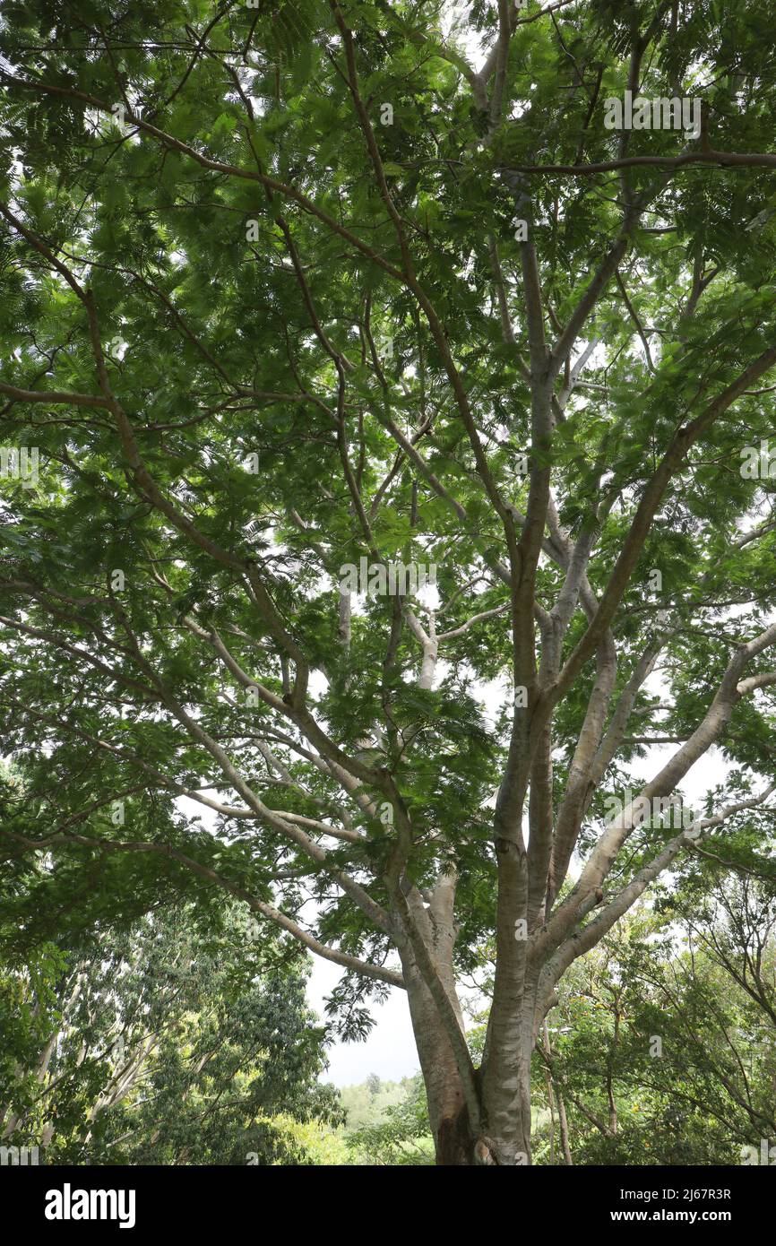 Looking up into the canopy of a Parkia timoriana tree in Kauai, Hawaii, USA Stock Photo