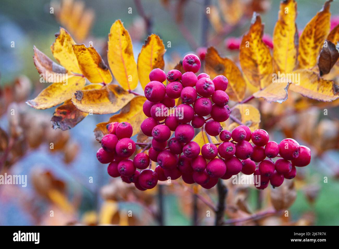 Closeup photograph of bright red Western Mountain Ash (Sorbus sitchensis) berries in autumn with yellow leaves in the background. Stock Photo