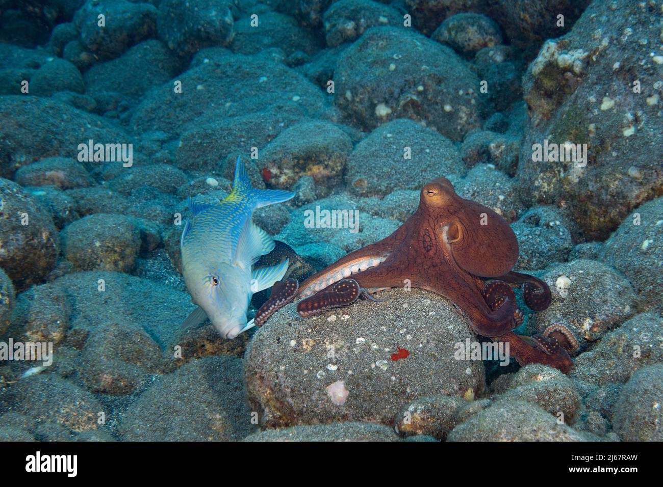 hunting coalition of blue goatfish or yellowsaddle goatfish, Parupeneus cyclostomus and day octopus, or big blue octopus, Octopus cyanea; Kona, Hawaii Stock Photo