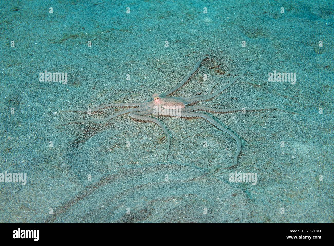 Hawaiian long-armed sand octopus, Thaumoctopus, Abdopus, or Macrotritopus sp., likely an undescribed, endemic species; Ho'okena, South Kona, Hawaii US Stock Photo