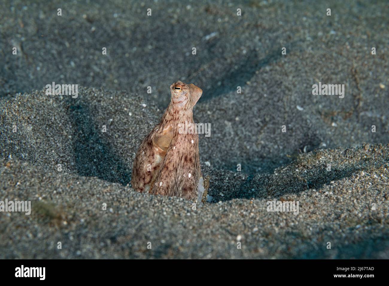 Hawaiian long-armed sand octopus, Thaumoctopus, Abdopus, or Macrotritopus sp., (likely an undescribed endemic species), peering out from burrow, Kona Stock Photo