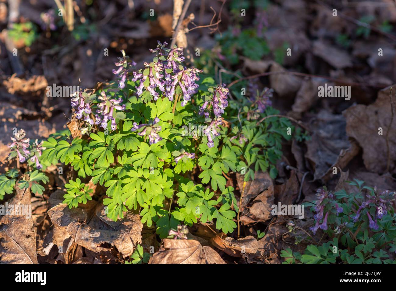 Corydalis solida. April bloom in woods near St. Petersburg, Russia Stock Photo