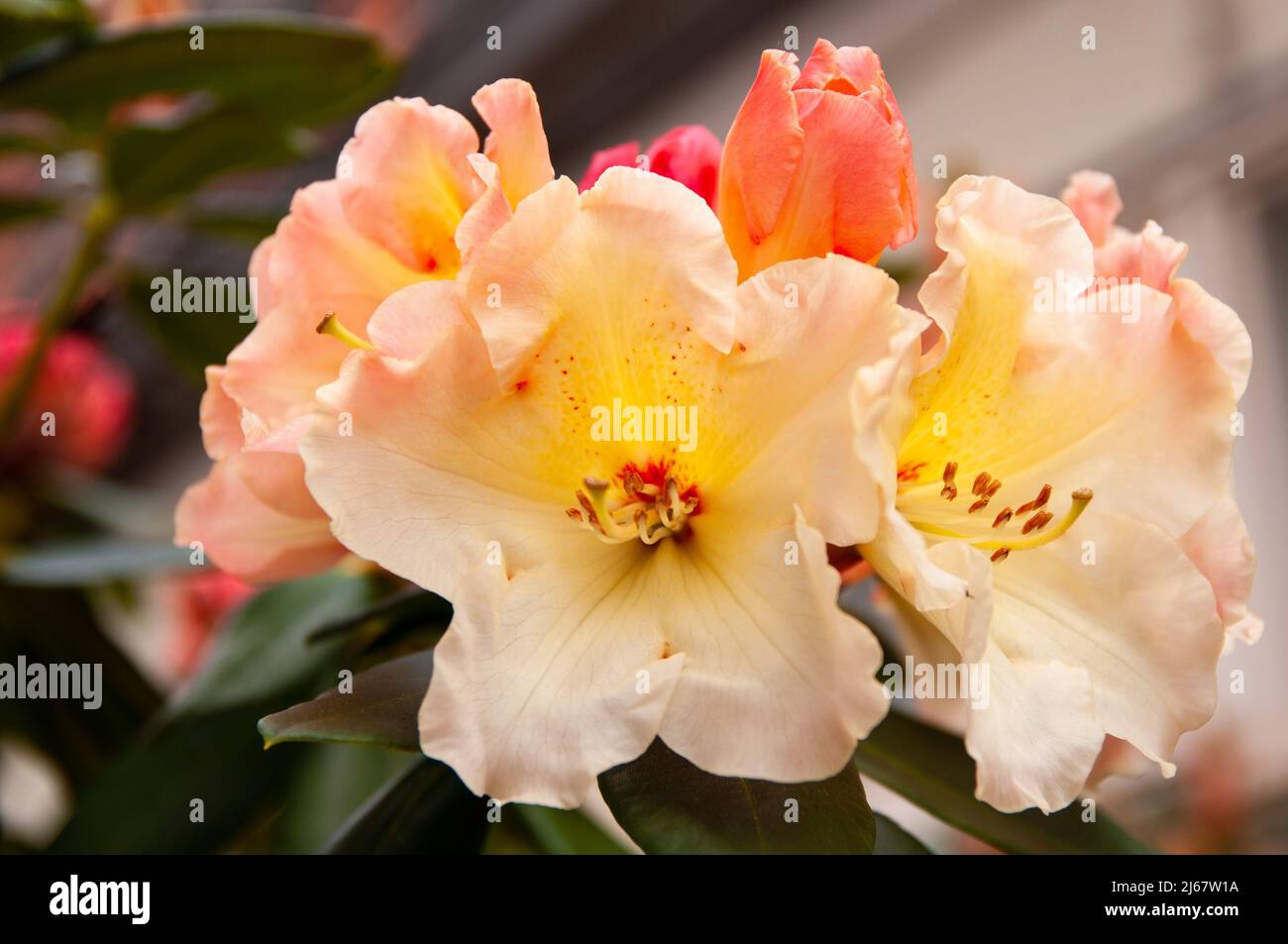 Rhododendron white flowers with pink and yellow dots in bloom, blooming evergreen shrub, blooms in spring. Stock Photo
