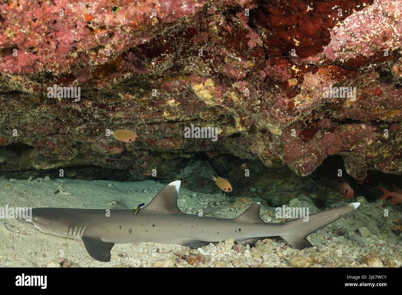 whitetip reef shark, Triaenodon obesus, resting under ledge while being cleaned by endemic Hawaiian cleaner wrasse, Labroides phthirophagus, Hawaii US Stock Photo