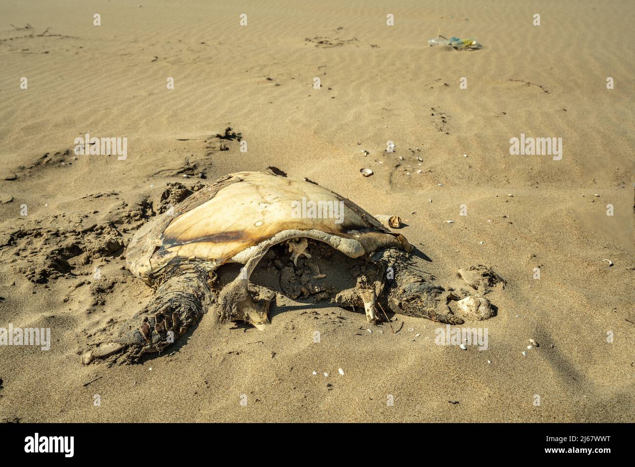 The remains of a sea turtle beached on the coast of Lesina. The carapace is bleached by the sun and the head is missing. Lesina, Foggia province Stock Photo