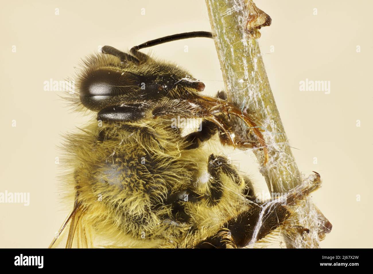 Super-macro view of Western Honey Bee (Apis mellifera) caught in spider web Stock Photo