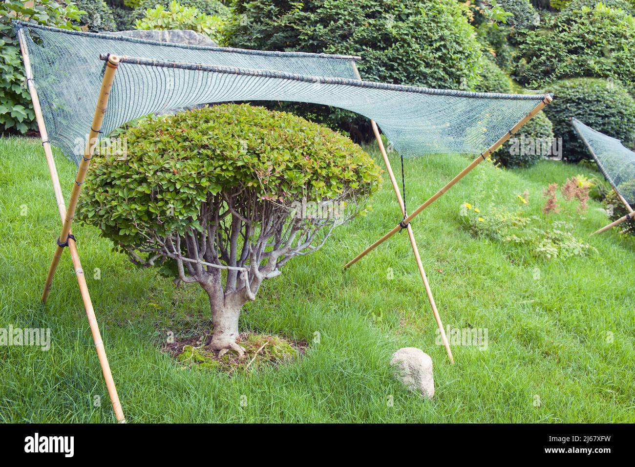 Textile shading netting mesh over dwarf bonsai tree for sun and weather protection and in japanese garden. Mesh safety tent for mini ornamental trees Stock Photo
