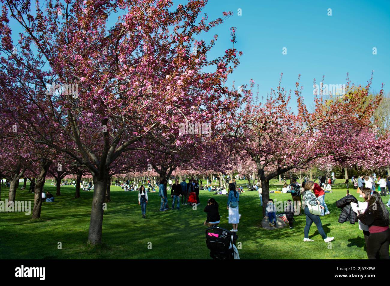 Cherry Blossom at Brooklyn Botanic Garden Spring 2022 Stock Photo Alamy