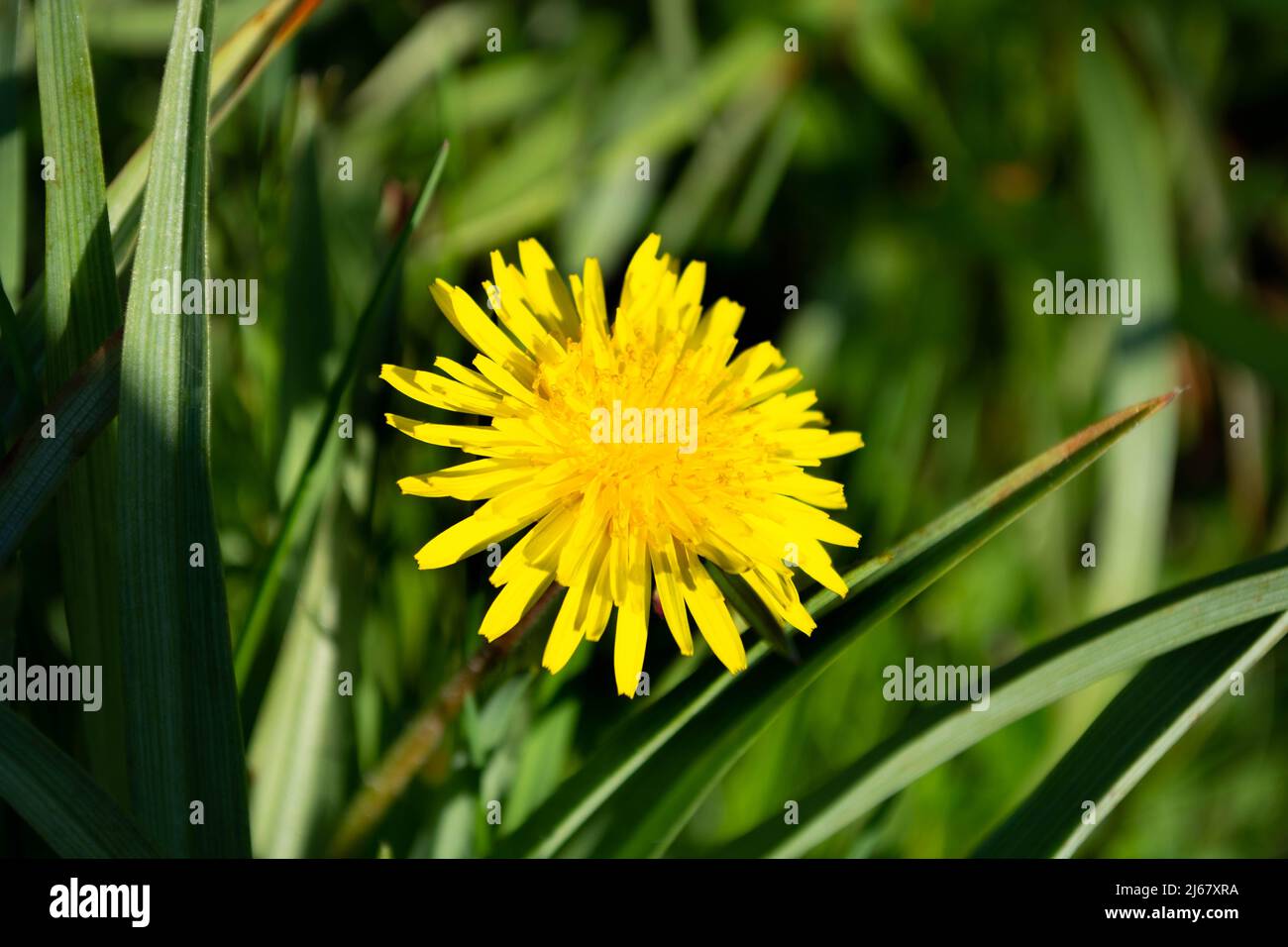Spring 2022 hires stock photography and images Alamy