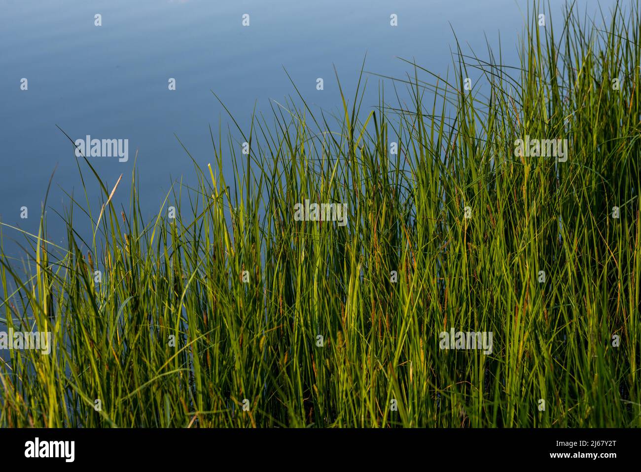 Tall Grasses and Gentle Ripples On Sprague Lake in Rocky Mountain ...
