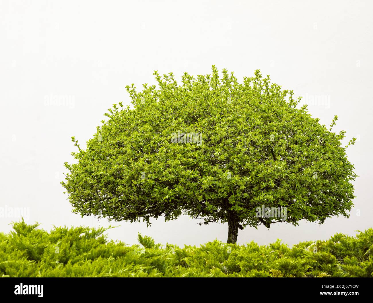 Tree isolated on a white background. Isolated green tree. Argan tree isolated. Tropical trees isolated used for design, advertising and architecture. Stock Photo