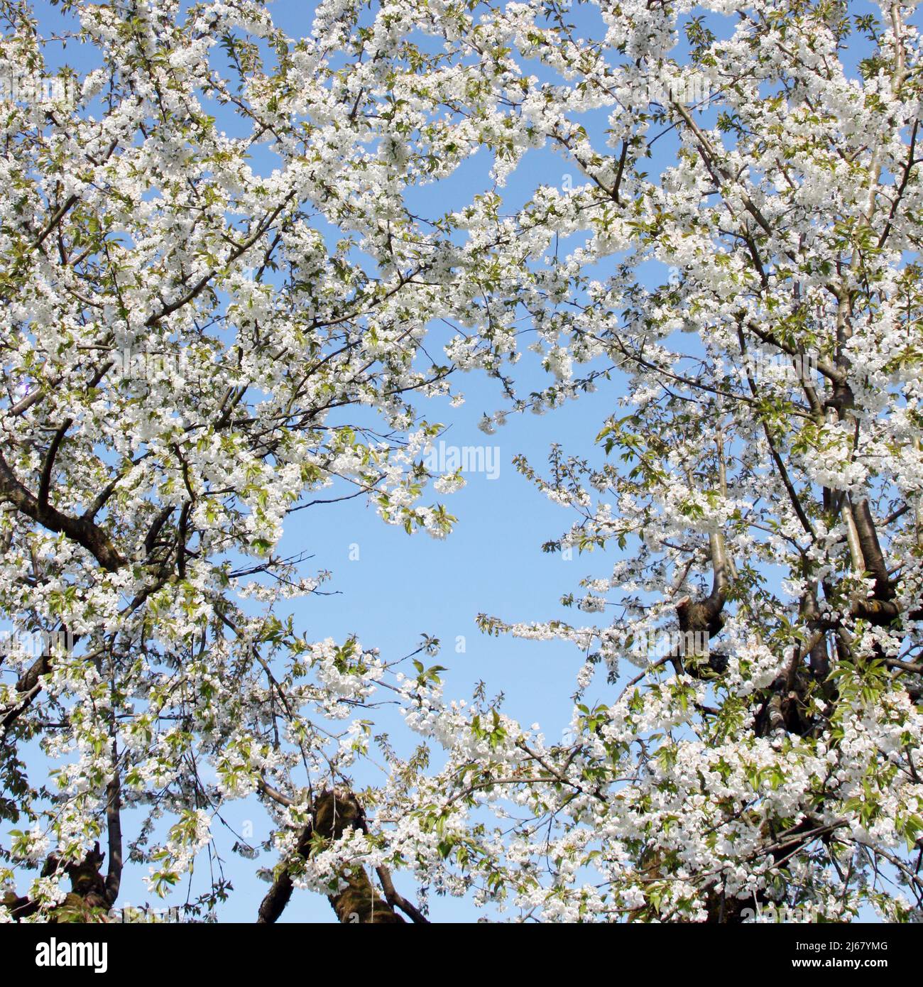 Beautiful nature scene with blooming flowers tree Stock Photo - Alamy