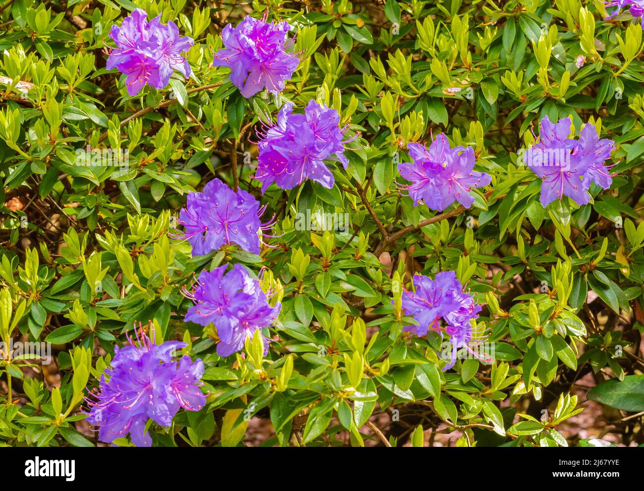 Dwarf Purple Rhododendron impeditum in park. Spring flowers in the garden. Nobody, blurred, selective focus. Stock Photo