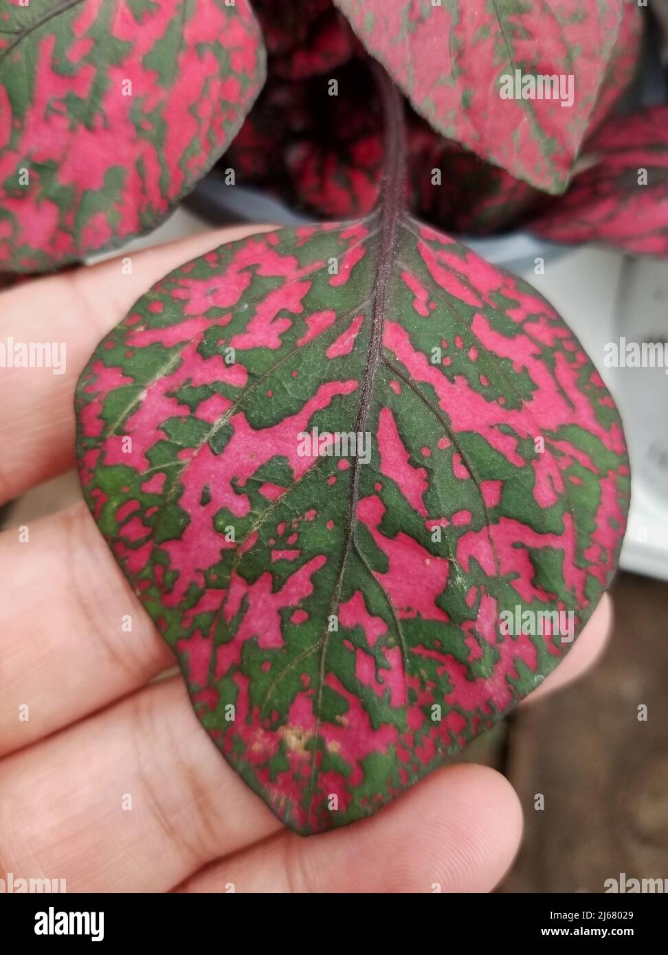Dark green and bright pink leaf of Hypoestes Phyllostachya Stock Photo