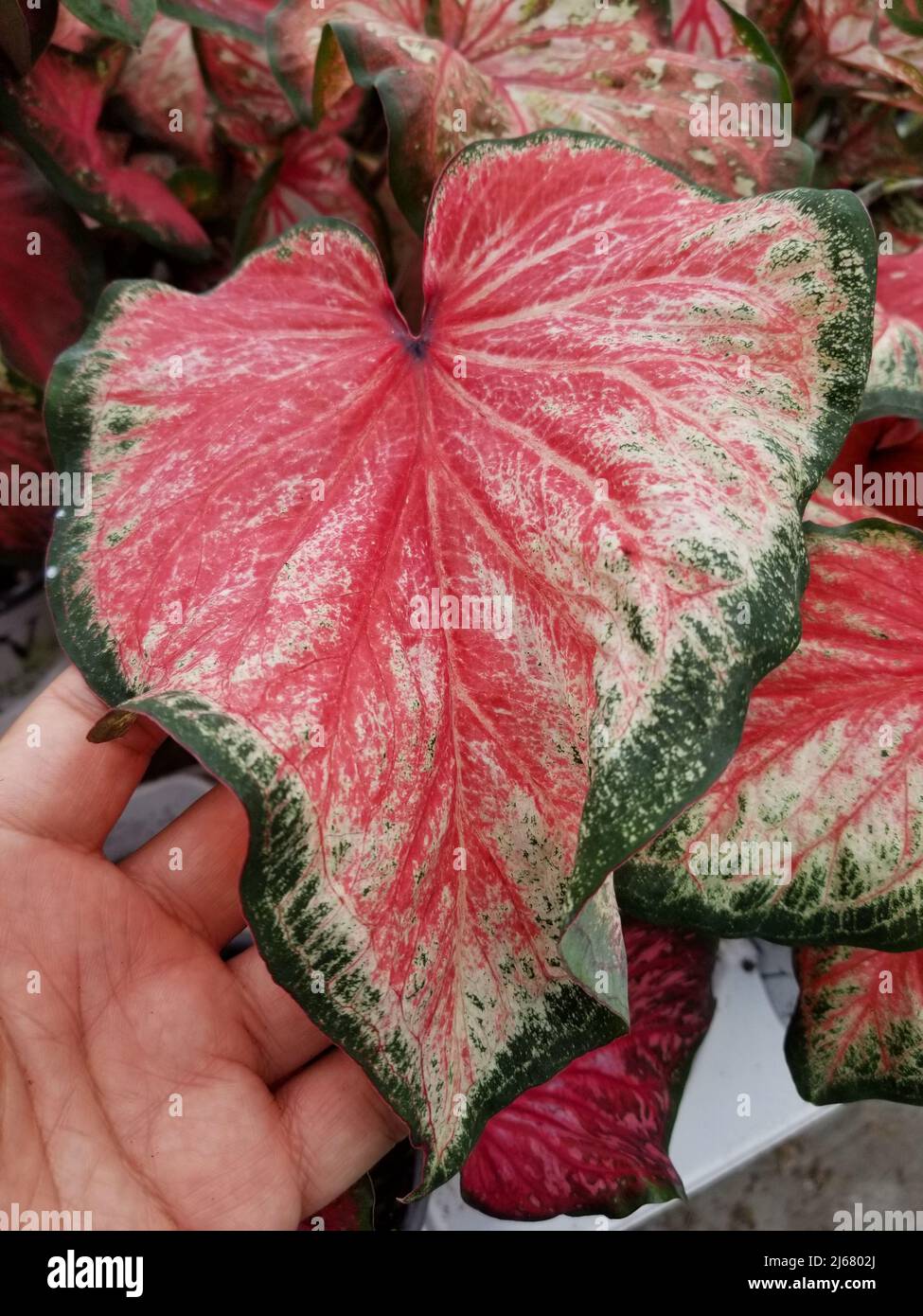 Bright pink and dark green leaf of Thai Caladium Stock Photo