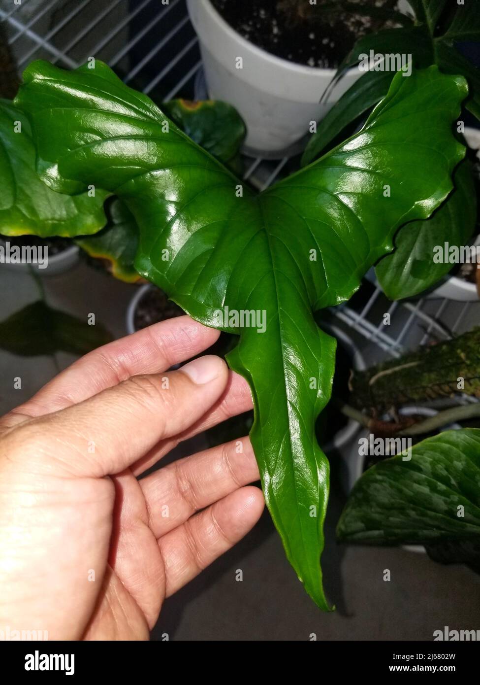 Close up of the beautiful shape and green leaf of Anthurium Lentii Stock Photo