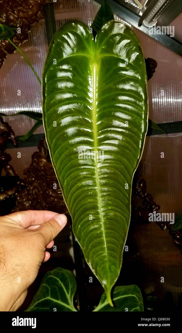 Beautiful ribbed and shiny green leaf of Anthurium Veitchii narrow form  Stock Photo - Alamy