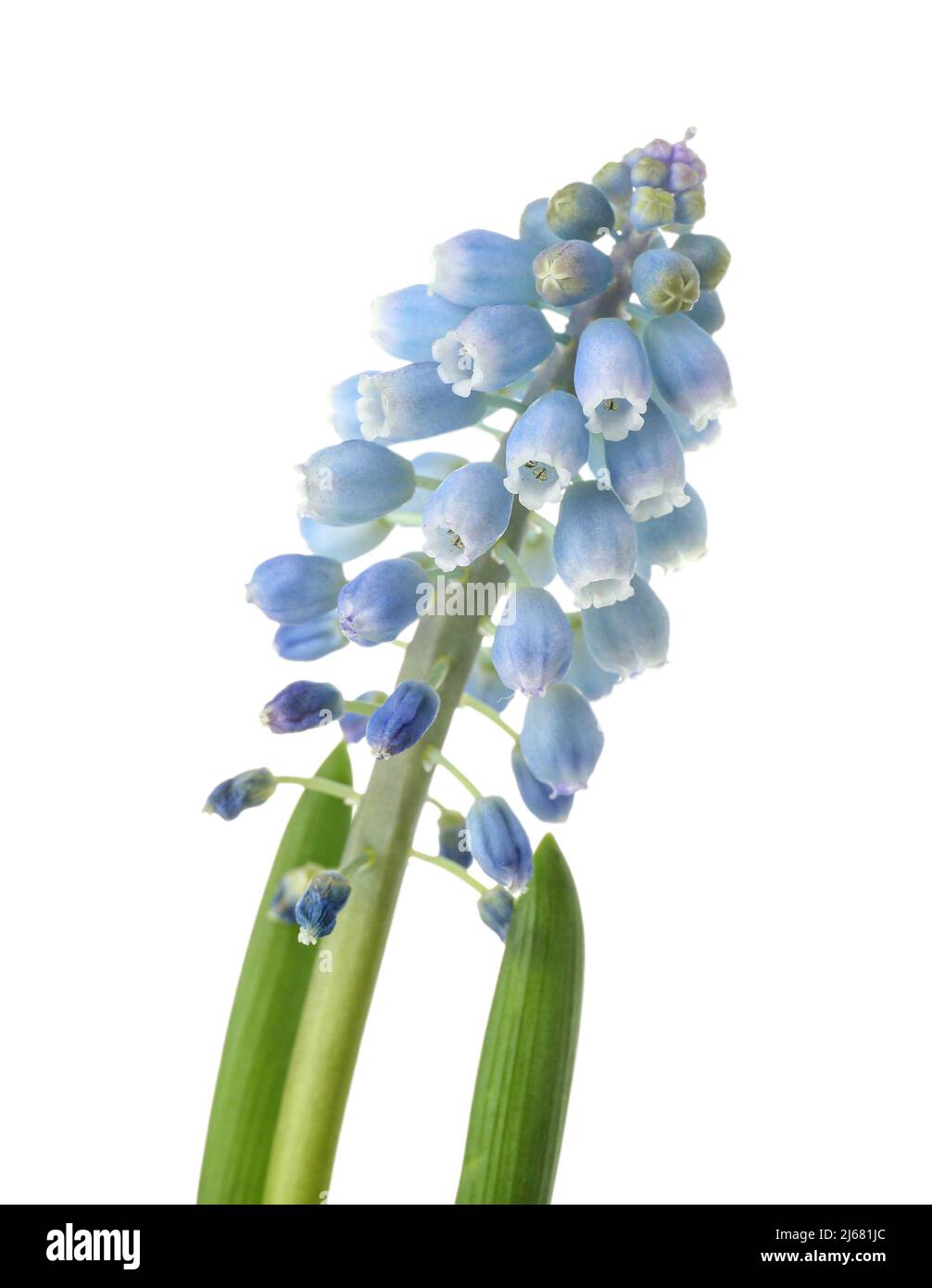 Blooming Muscari plant isolated on white Stock Photo - Alamy