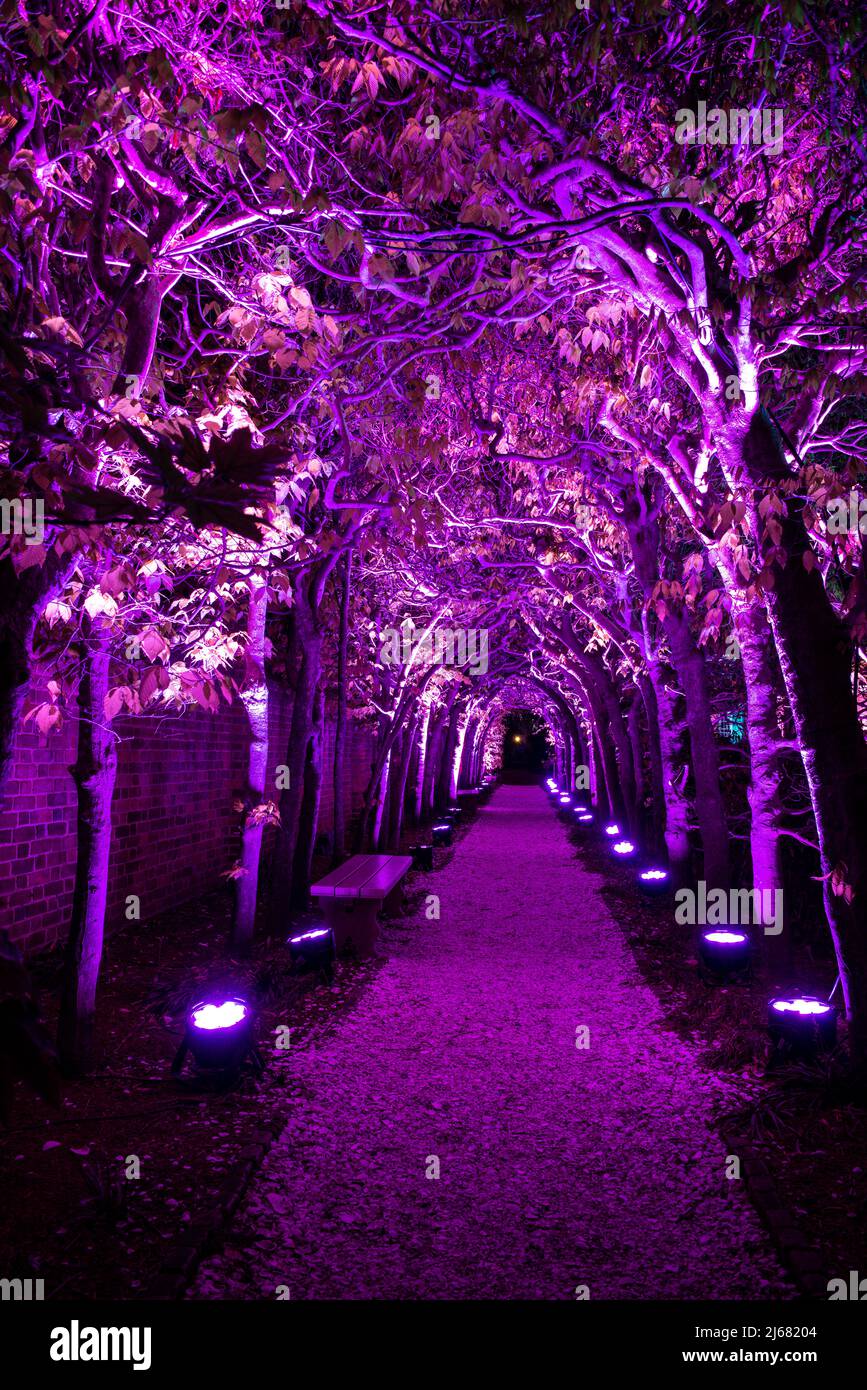 Colonial Williamsburg Palace Garden at night, illuminated arbor in purple lighting as part of the Richmond Lighting and Sound Company CW Light Show. Stock Photo