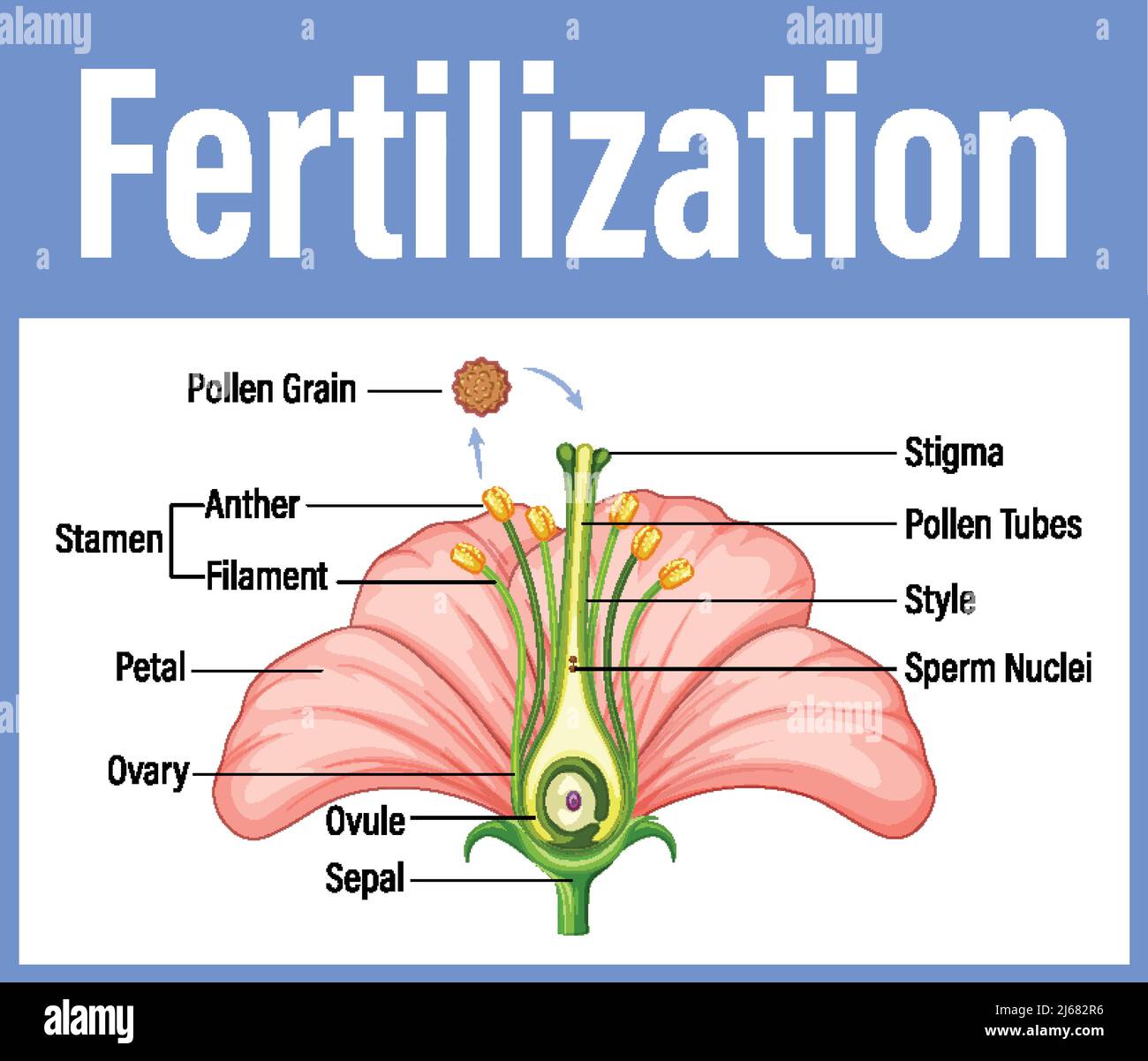 Diagram showing fertilization in flower illustration Stock Vector