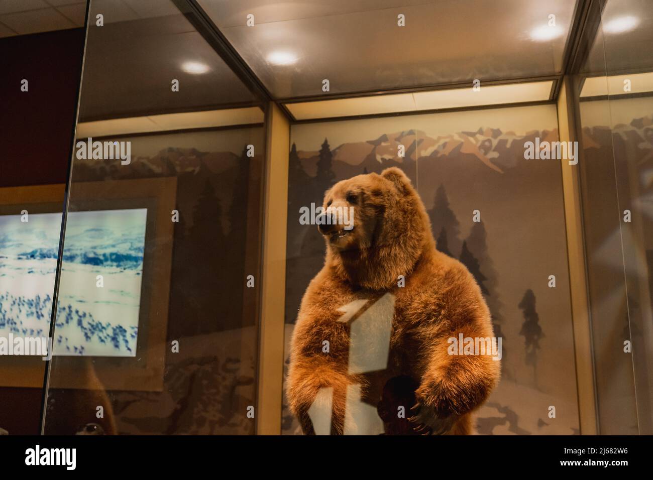Grizzly Bear Exhibit at Smithsonian Natural History Museum in Washington DC Stock Photo