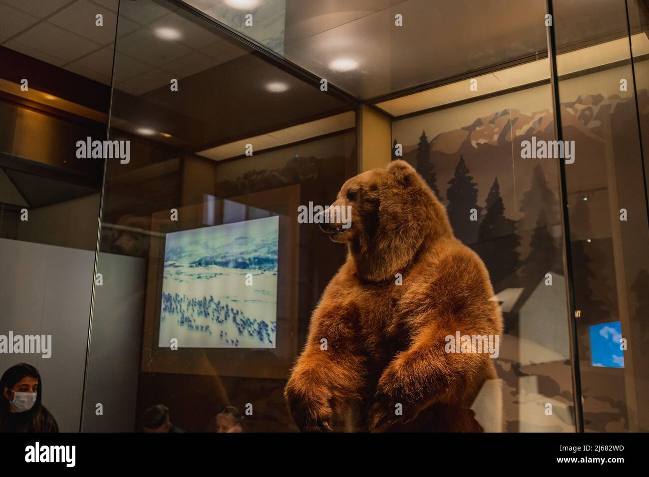 Grizzly Bear Exhibit at Smithsonian Natural History Museum in Washington DC Stock Photo