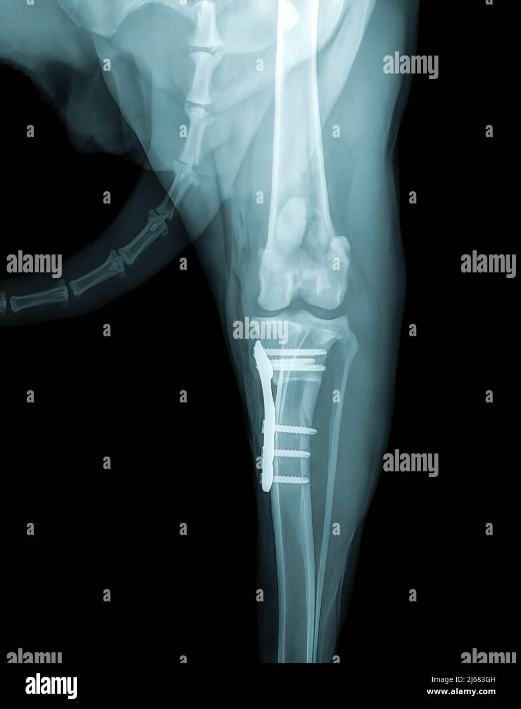 X-ray of fractured bone fixation in a dog's paw Stock Photo