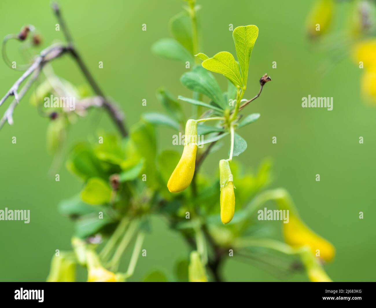 Acacia tree branch with green leaves and yellow flowers. Blooming Caragana Arborescens, the Siberian peashrub, Siberian pea-tree, or caragana Stock Photo