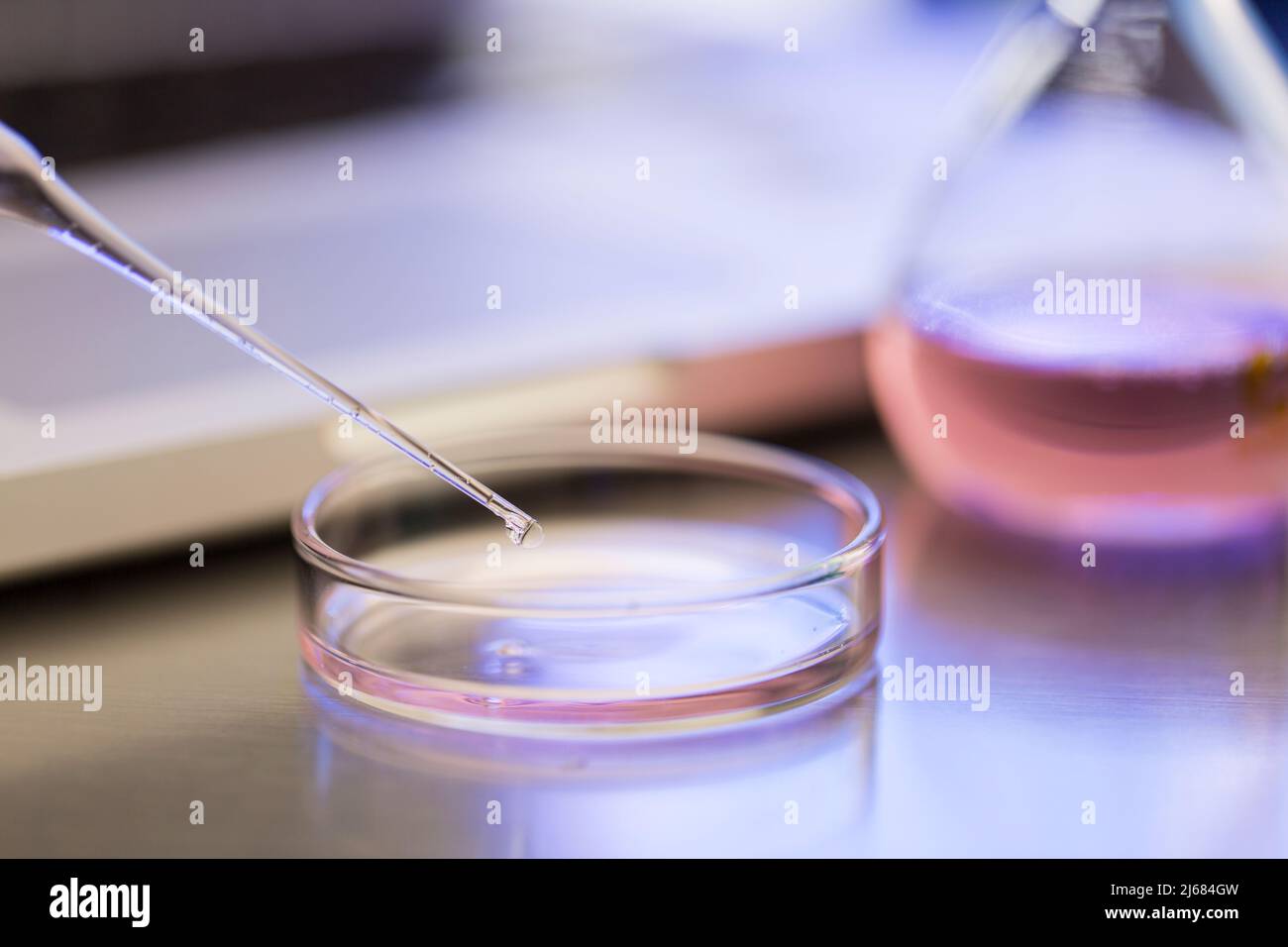 Dominant hue of pink, drug research and development laboratory - stock ...