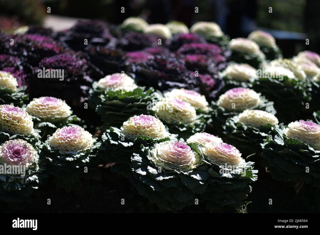 Exotic flower arrangement hi-res stock photography and images - Alamy