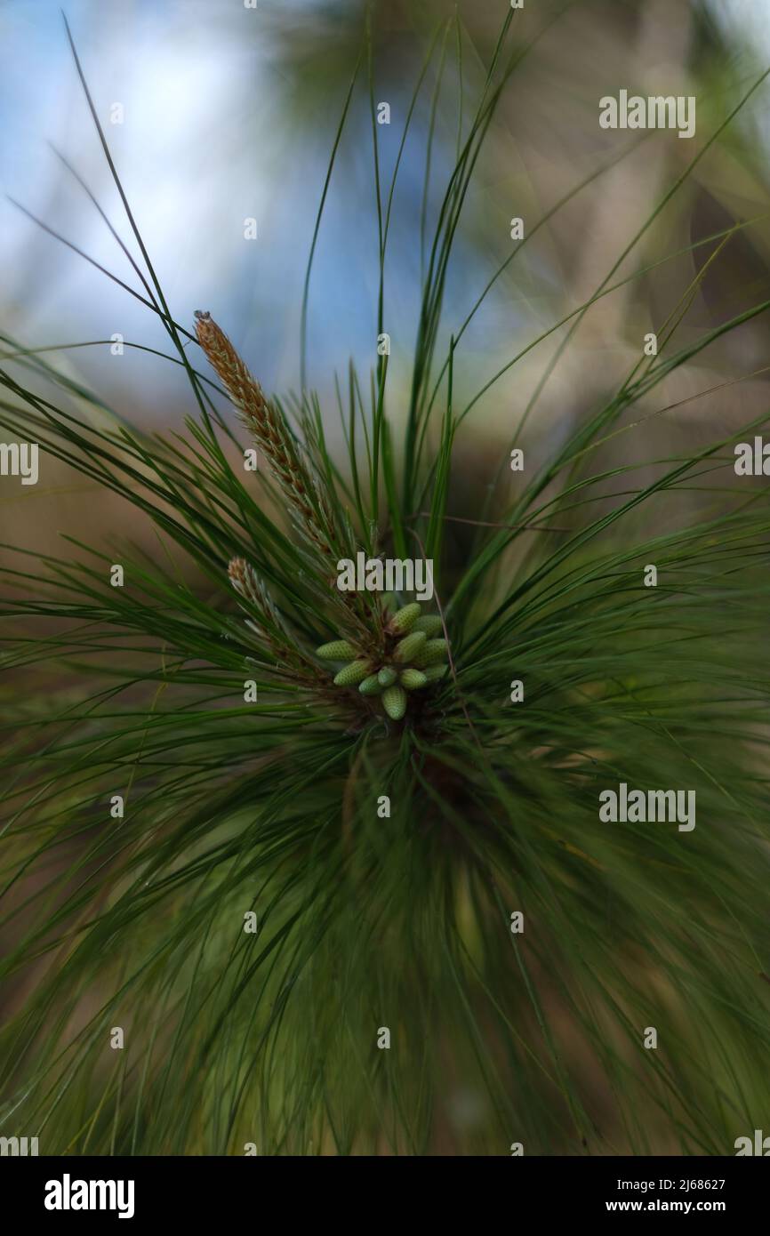 Close up young pine tree hi-res stock photography and images - Alamy