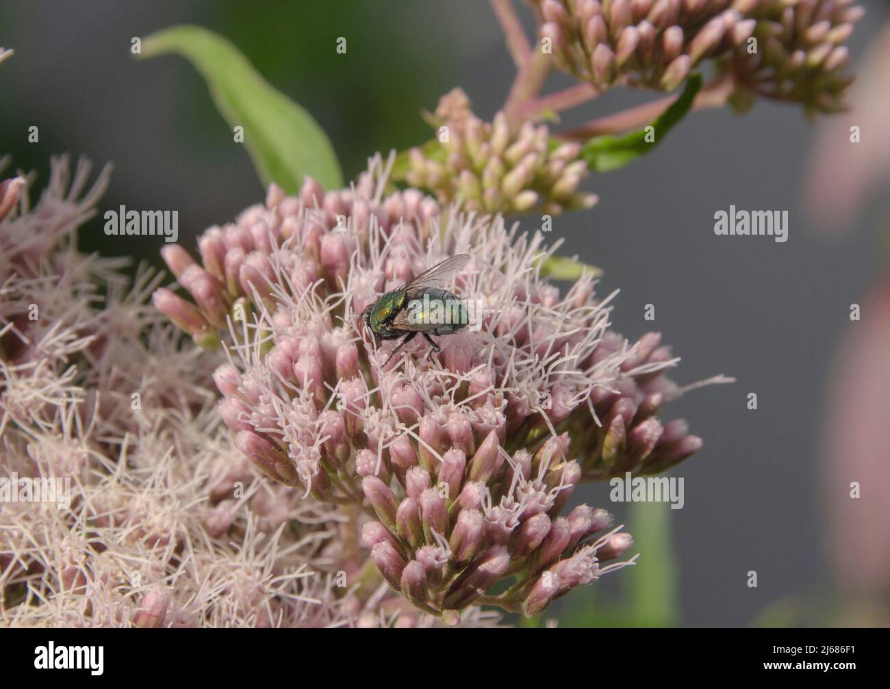 Beautiful Insekt Hi res Stock Photography And Images Alamy beautiful-insekt-hi-res-stock-photography-and-images-alamy