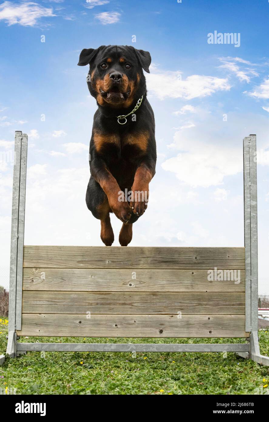 training for a rottweiler on a fence for obedience discipline Stock