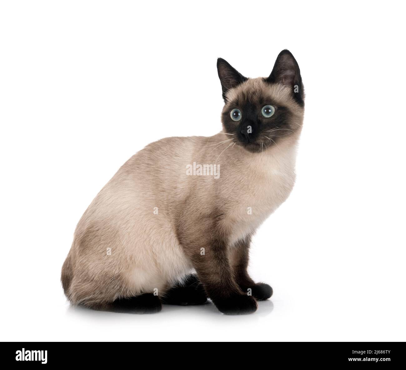 siamese cat in front of white background Stock Photo - Alamy