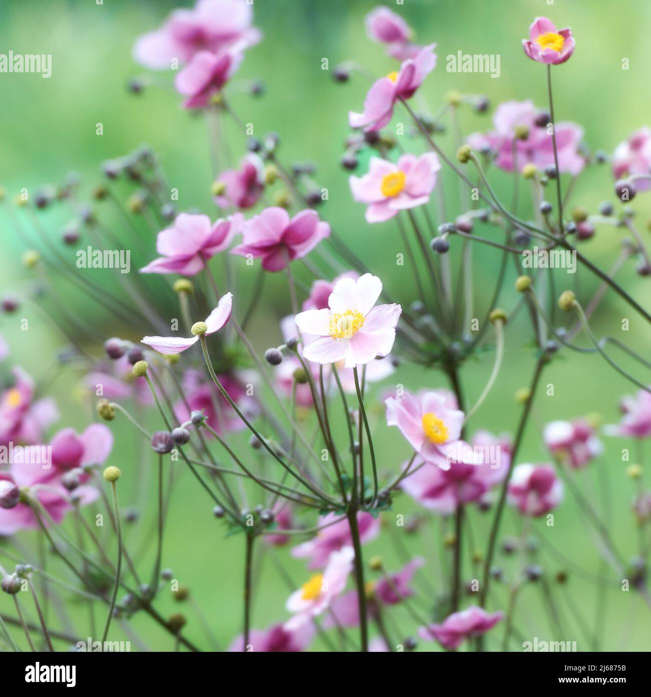 Nature background with spring flowers. (Anemone scabiosa). Selective and soft focus. Stock Photo