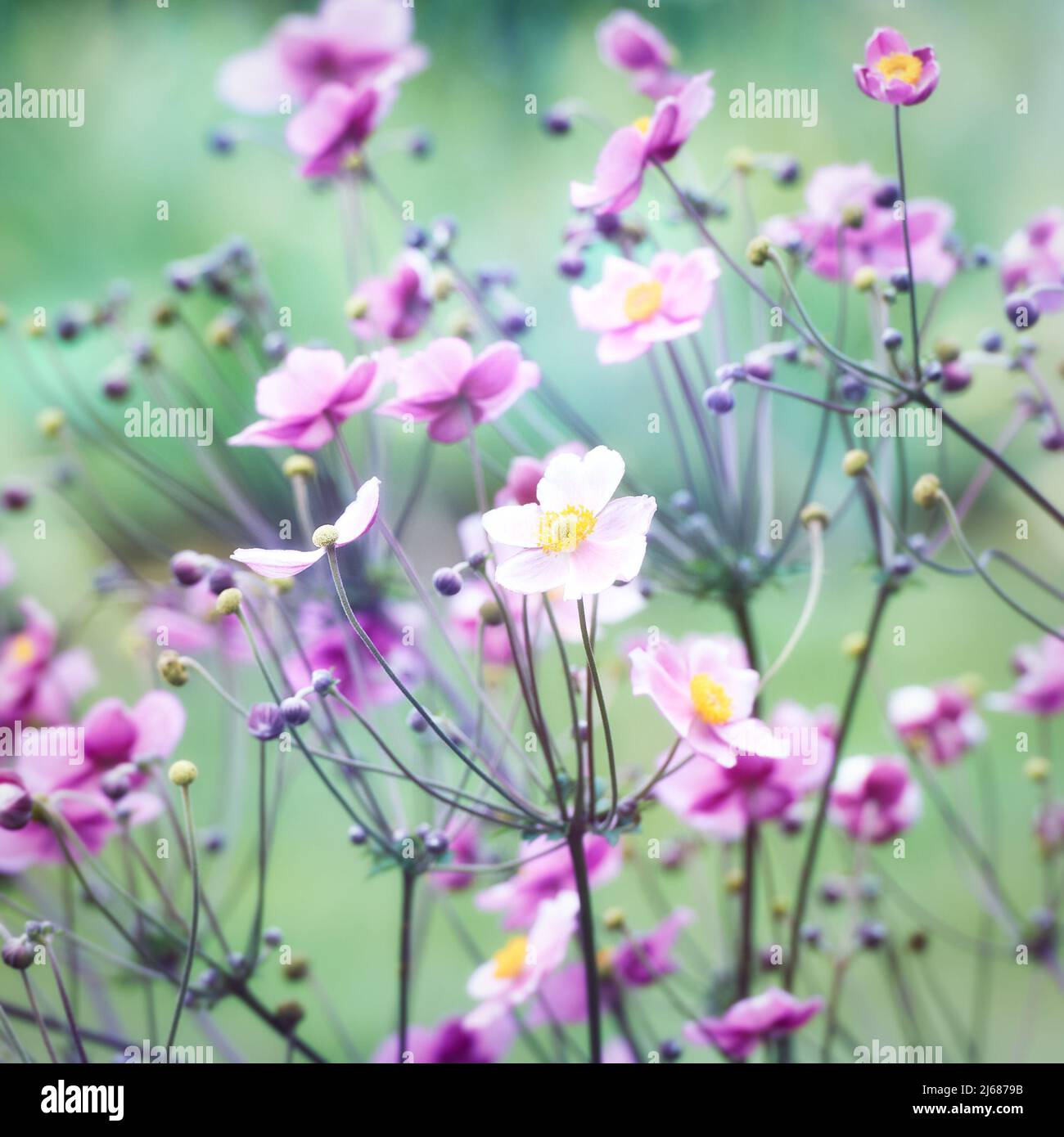 Nature background with spring flowers. (Anemone scabiosa). Selective and soft focus. Stock Photo