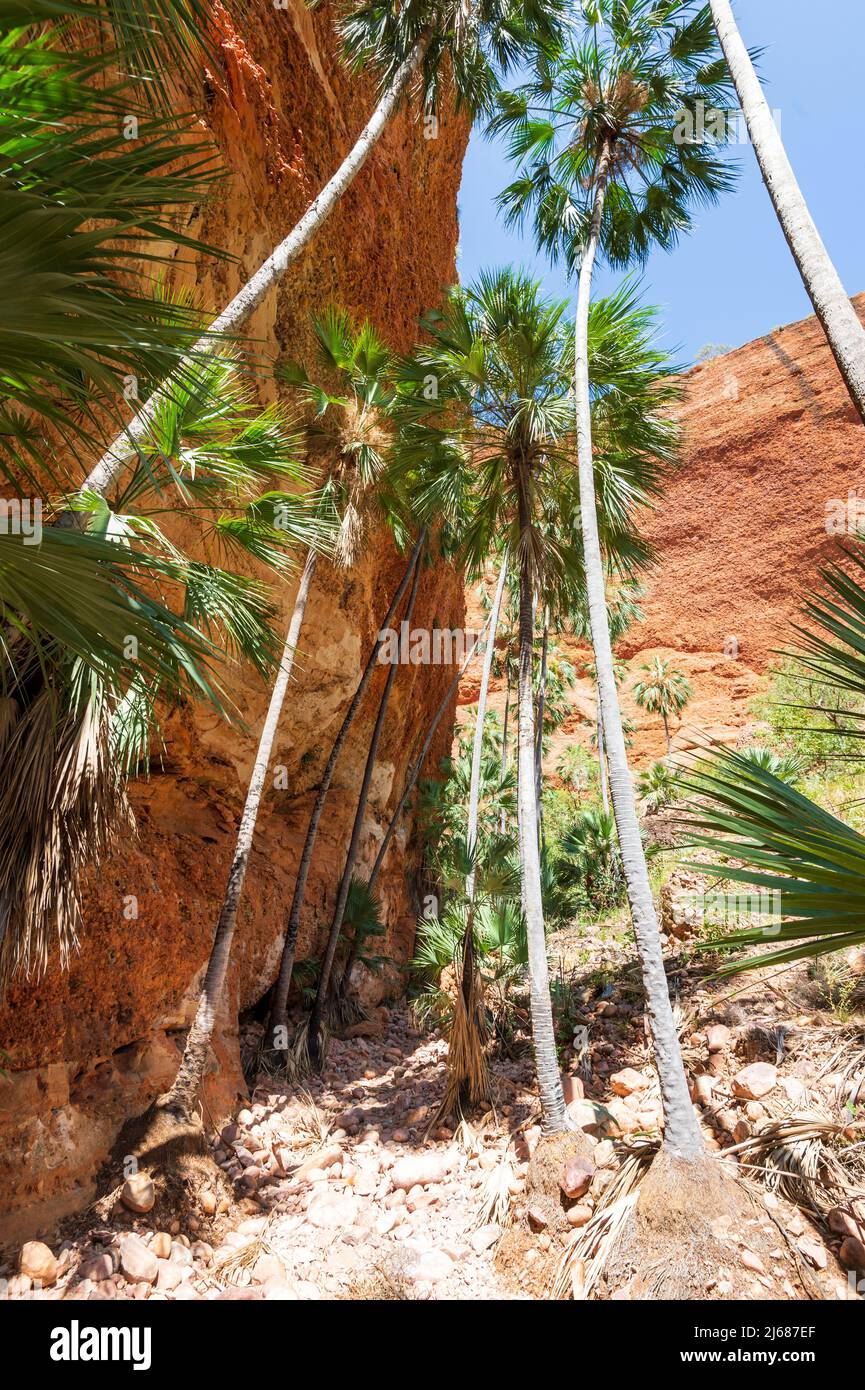 Vertical view of Livistona Palms at Purnululu National Park or Bungle Bungles, a Unesco World Heritage site in the Kimberley, Western Australia, WA, A Stock Photo
