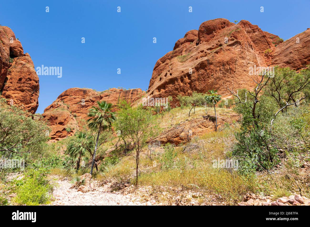 Spectacular view of Livistona Palms against sandstone karst at Purnululu National Park or Bungle Bungles, a Unesco World Heritage site in the Kimberle Stock Photo