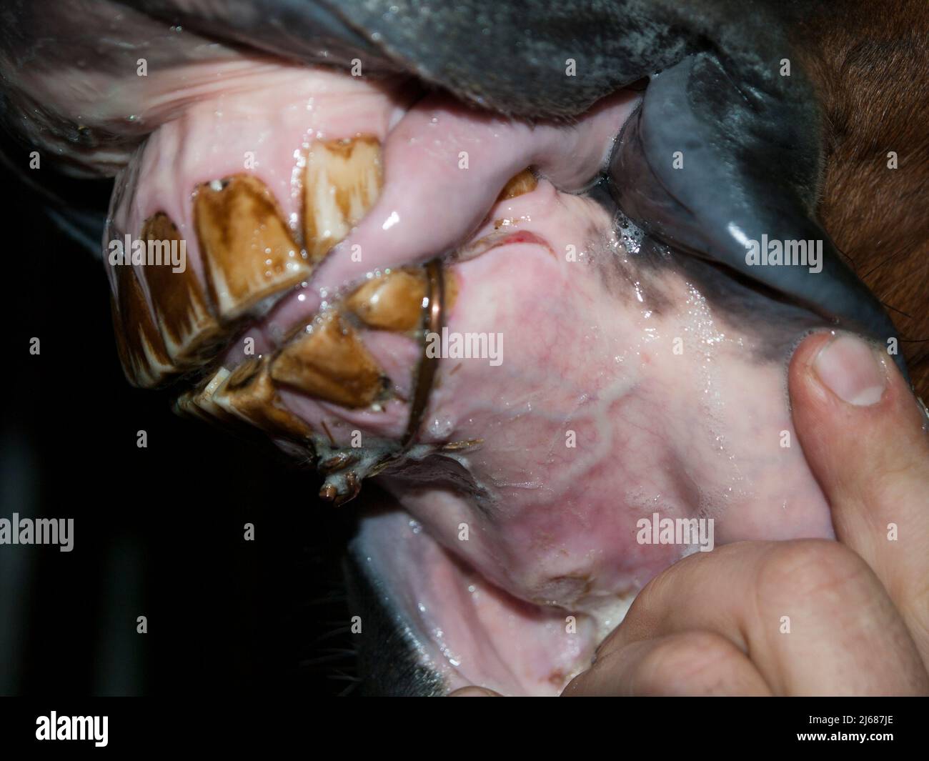 Veterinary therapy of horse broken jaw by wire Stock Photo Alamy