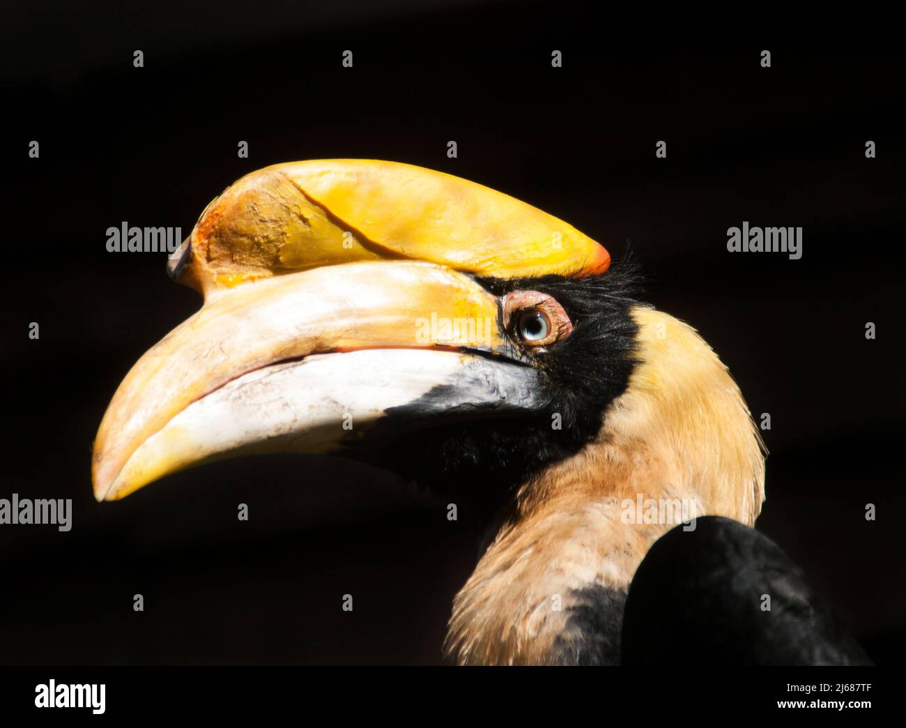 Portrait of grat hornbill - Buceros bicornis Stock Photo