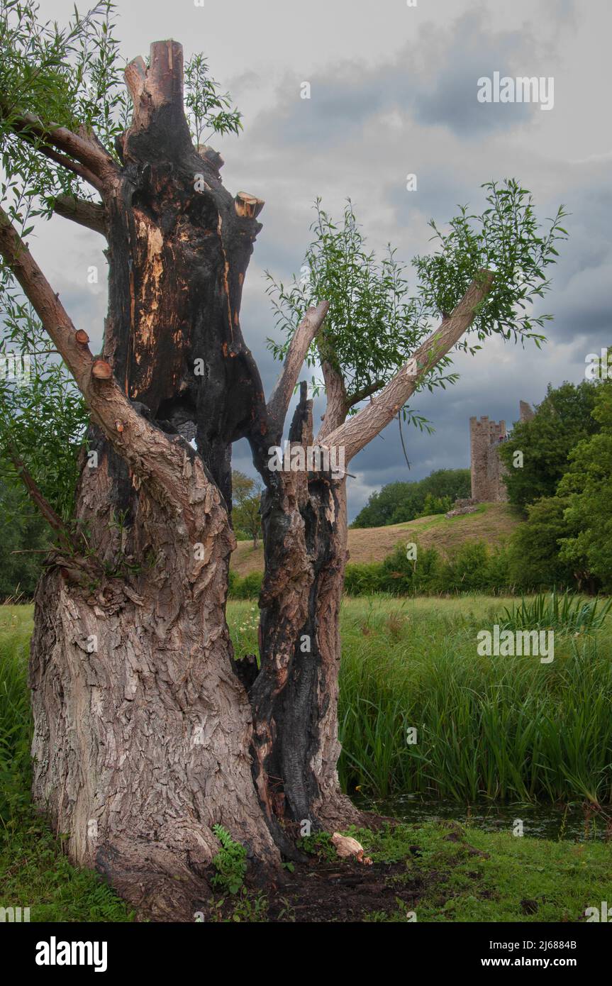 Lightning struck tree hi-res stock photography and images - Alamy