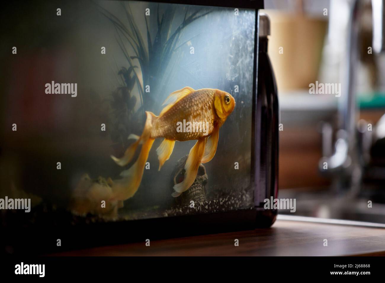 Goldfish in a tank Stock Photo Alamy