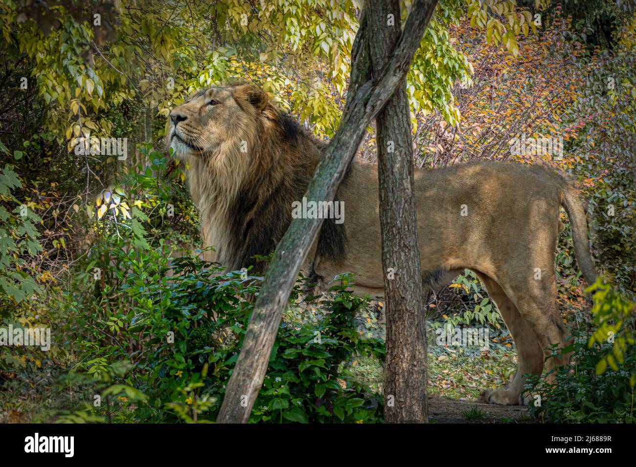 a male lion standing in the forest Stock Photo