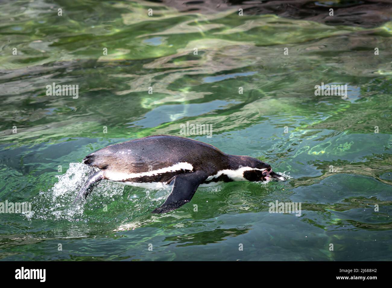 a pinguine jumping out of the water while swimming Stock Photo