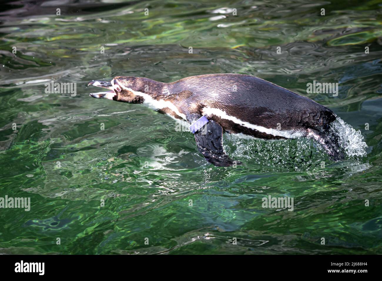 a pinguine jumping out of the water while swimming Stock Photo