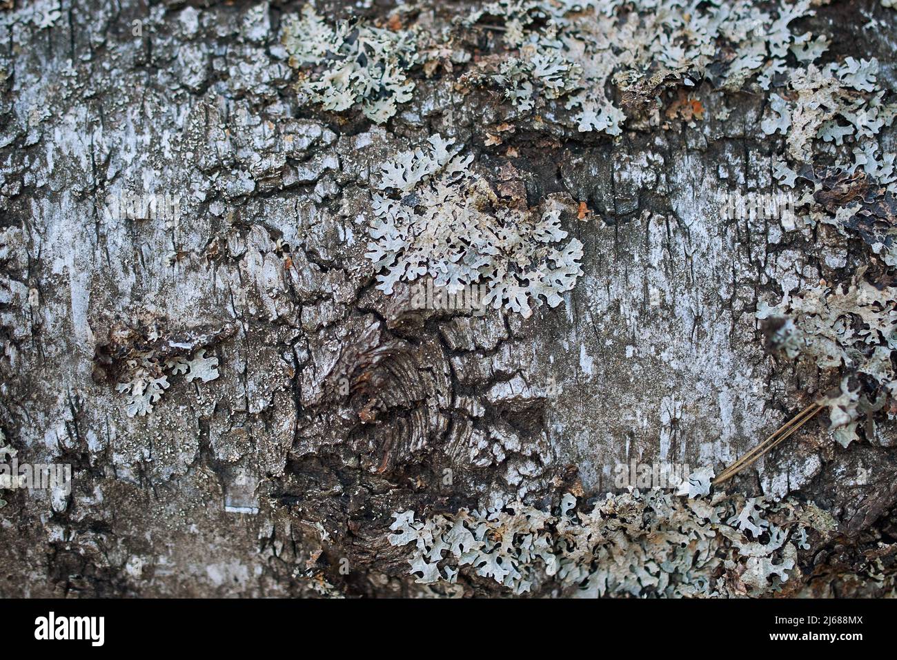 The trunk of a tree covered with lichen Parmelia saxatilis Stock Photo