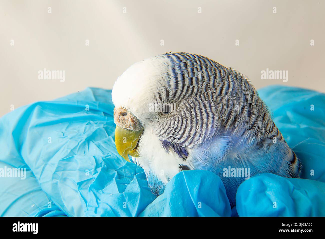 The veteran's hands are holding a sick budgie. Portrait of an unhealthy