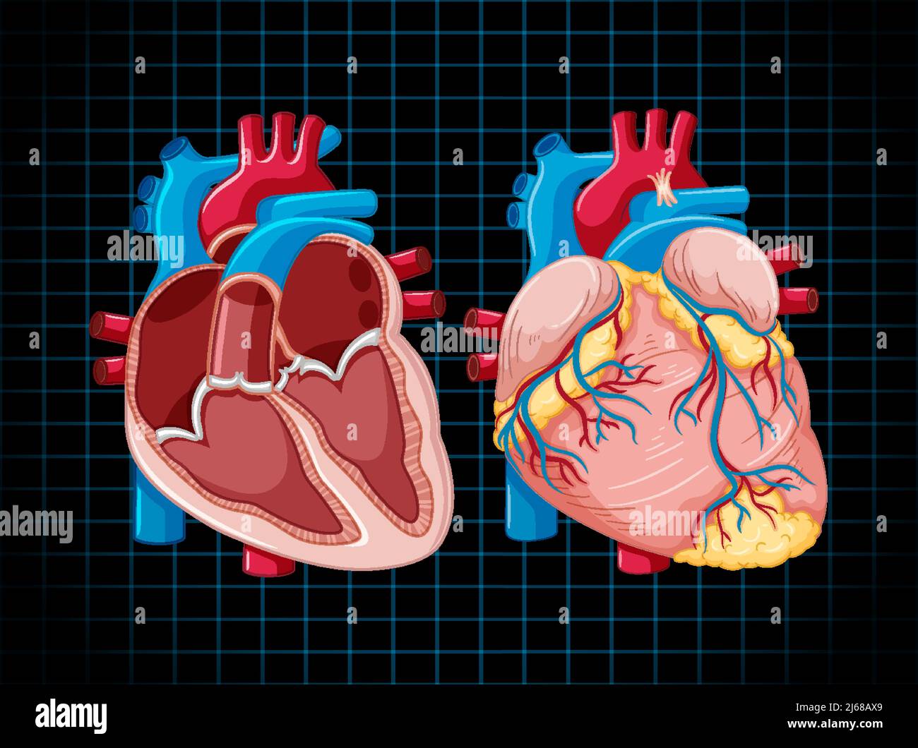 Human internal organ with heart illustration Stock Vector